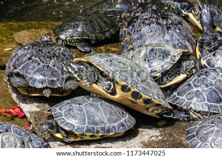  turtles close up animals