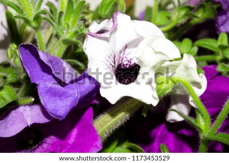 Petunia flowers are colorful.Background of Petunia flowers.