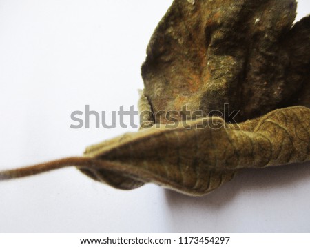  autumn  fall leaves on white isolated background                              