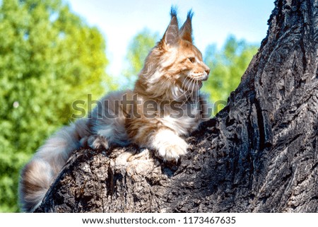 Maine coon kitten sitting on tree in forest, park on summer sunny day.