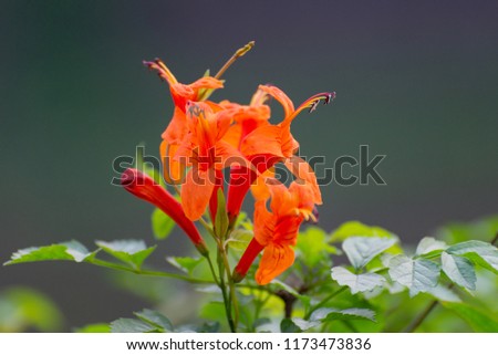 Beautiful flower image