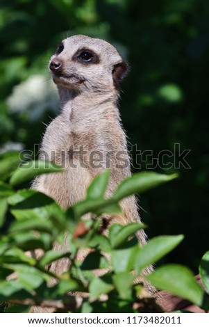 Portrait  of a meerkat (suricata suricatta) standing up amongst lush foliage
