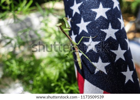 Praying mantis on American flag, green, red, white and blue, stars and stripes, macro photography