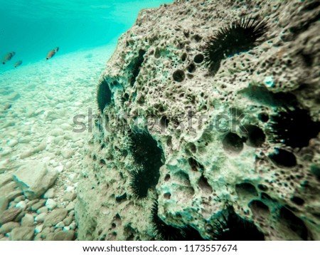 Sea urchin on the sea bed in Dalmatia