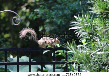 Injured recovering squirrel with wounds and scars perches and scurries on black fence in green garden.