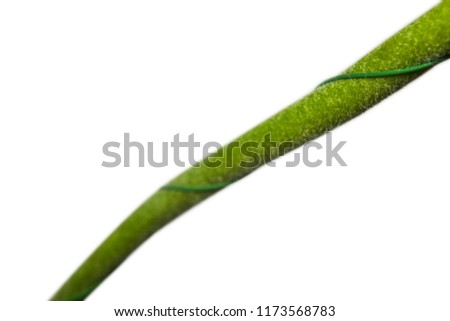 Stem of a flower wrapped with a wire macro is isolated on white background