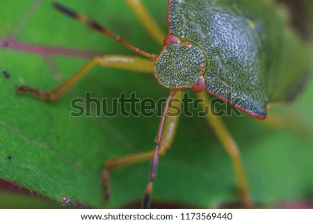 Green bug with yellow legs and red eyes on a green leaf. Green camouflage. Macro Photo 