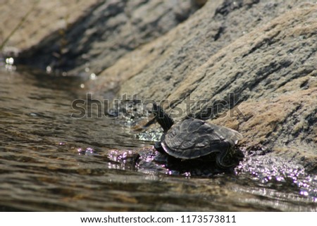 northern map turtle basking in Ontario, Georgian bay area