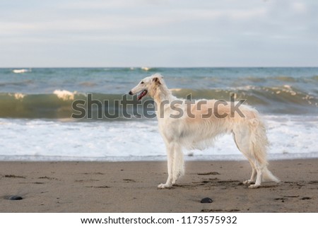 Portrait of Beautiful young wet Russian Borzoi dog standing at the seaside on the beach at sunset Royalty-Free Stock Photo #1173575932