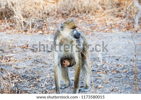 Picture of mother and baby baboon,with baby clinging to mom's belly. Picture taken in Ruaha national park, Tanzania.