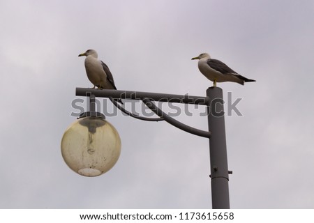 Seagull couple sitting on light pole at cloudy day