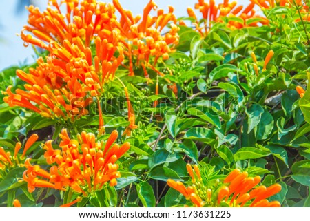 Beautiful orange trumpet flowers (Pyrostegia venusta) blooming background. Pyrostegia venusta is also known as Orange trumpet, Flame flower, Fire-cracker vine, flamevine, orange trumpetvine.
