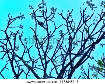 silhouette beautiful bare tree branches with flowers shrubs without leaf against cloud blue sky background on sunny day in winter, no people low angle view from floor, nature wallpaper art lover