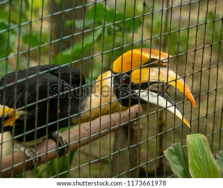 hornbill in a cage