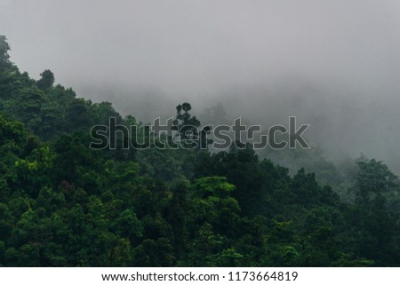 7th September 2018 ,Paya Turbong Mossy Forest , Penang,Malaysia at 11am