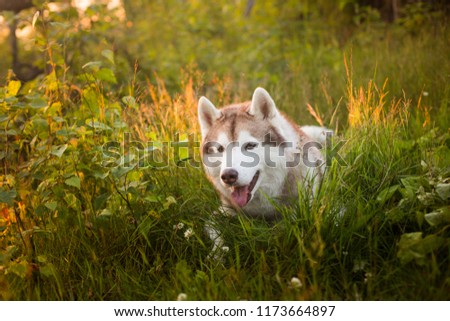 Portrait of lovely beautiful beige and white siberian husky dog with brown eyes lying in green grass at sunset in summer