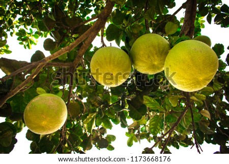 Many fresh Pomelo hang on branch of the tree in the garden of Thailand