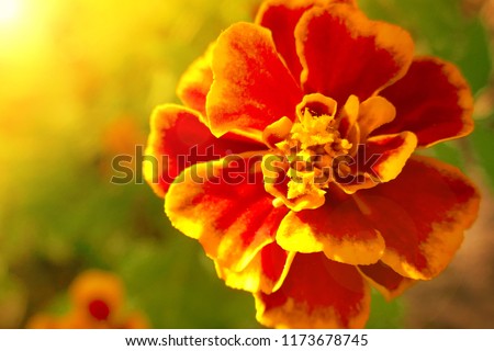 Tagetes Marigold Flower. marigolds close-up in  sun rays. Autumn Flowers Background