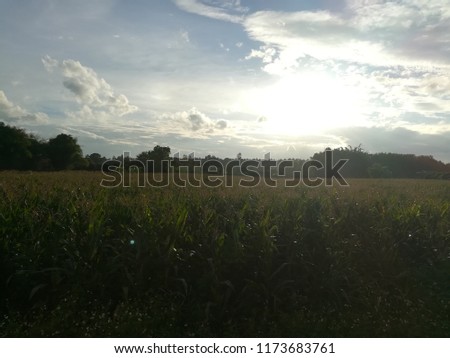 Corn fields, clouds and blue skies in the evening  Thailand