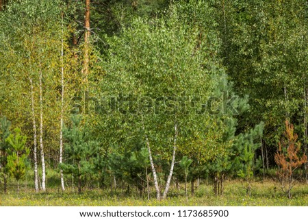 Wild forest in the early autumn