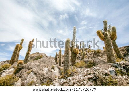 A sunny day on cactus island in Bolivian salt desert