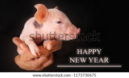 card for new year, cute pig, talisman
