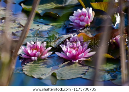 POND LILY IN ROSE COLOUR