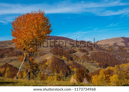 Autumn landscape with colorful trees. Fall in the Carpathains, Romania