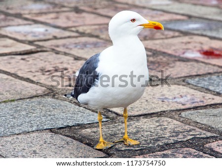 France. Normandy. A seagull on a stone pavement in the abbey of Mont Saint Michel.