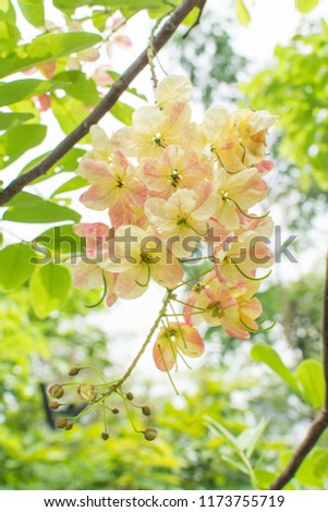Nature landscape view of pink and yellow flower in garden at summer under sunlight. Close up beautiful nature pattern of Rainbow shower tree or Cassia x Nealiae. Nature pattern of blossoming flowers
