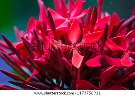 red color flowers in garden, Sri lankan 