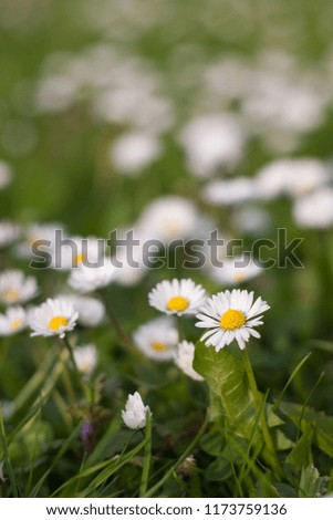 Common daisy, lawn daisy or English daisy field macro image with narrow, small DOF and blank space above the flowers. Bellis perennis is a common European species of daisy.