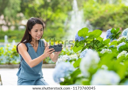 Woman taking photo with smart phone on Hydrangea garden park