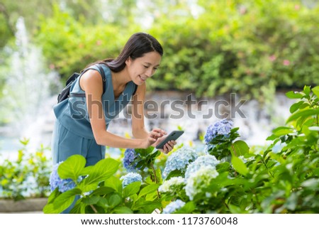 Woman taking photo with cellphone on Hydrangea garden