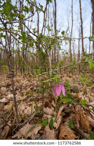 Habit picture of Fritillaria meleagris in natural forest habitat. It is a Eurasian species of flowering plant in the lily family. Its common names include snake's head fritillary.