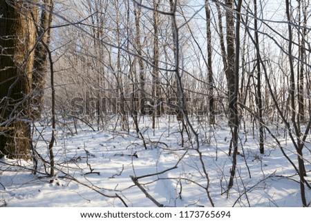 young deciduous forest with bare trees in the winter season, covered with snow