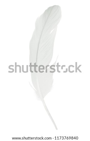 Beautiful sketching white feather floating in air isolated on white  background