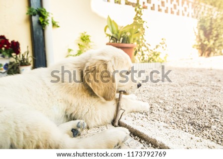 Portrait of a puppy Golden Retriever . Picture of an adorable puppy dog