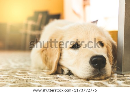 Portrait of a puppy Labrador Retriever . Picture of an adorable puppy dog