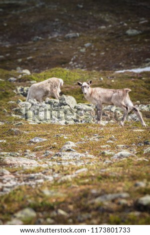 Reindeers in the mountains of Femundsmarka national park, middle-east Norway.