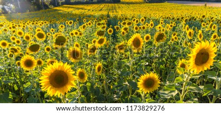 Fields of sunflowers on Spanish lands