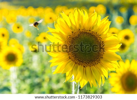 Fields of sunflowers on Spanish lands