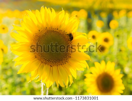 A bee getting pollen from a sunflower