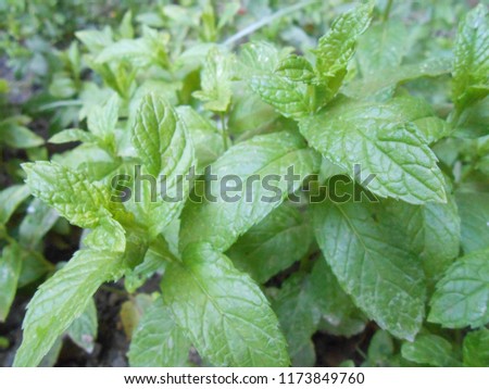 Picture of mint plant leaves 