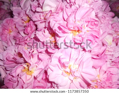 Picture of pile of pink flowers used in distillation