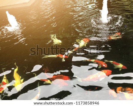 Carp fishes in the water, relaxing
