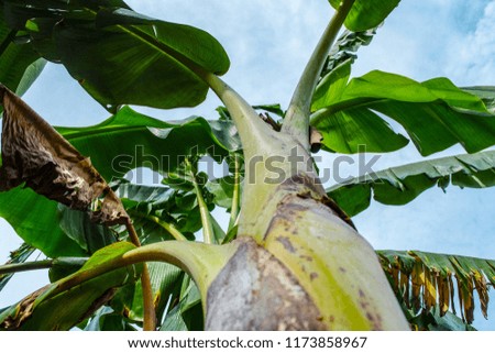 Leaves in nature, the countryside, the sky, bright colors. Lemon and banana leaf