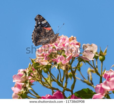 Color outdoor macro of a vanessa atalanta/red admiral/red admirable butterfly on a pink rose blossom in a garden on a summer or spring day, bright blue clear sunny sky