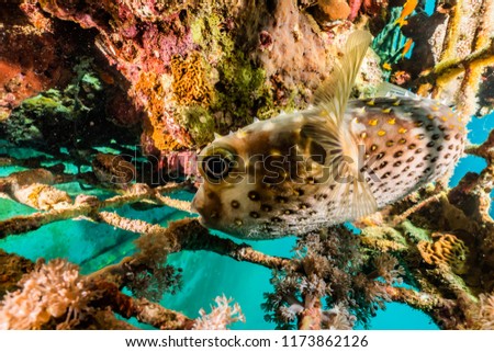 Diodon fish in the Red Sea Colorful and beautiful, Eilat Israel a.e
