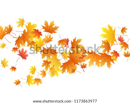 Maple leaves vector background, autumn foliage on white graphic design. Canadian symbol maple red yellow gold dry autumn leaves. Elegant tree foliage october season specific background.
